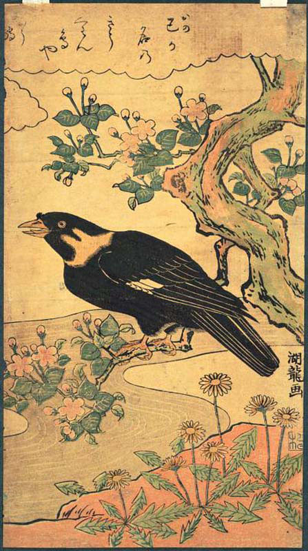 Myna Bird Perched on the Branch of a Flowering Tree